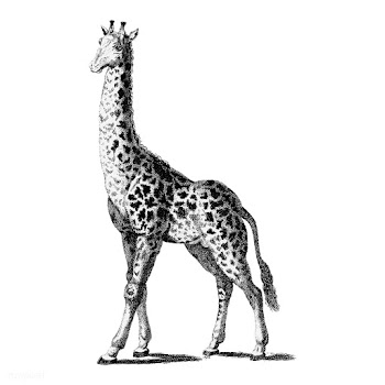 Vintage illustrations of Giraffe | Free stock vector - 523864