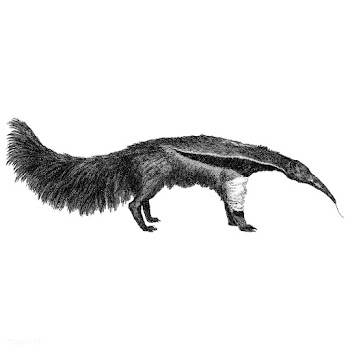 Vintage illustrations of Great ant-eater | Free stock vector - 523833