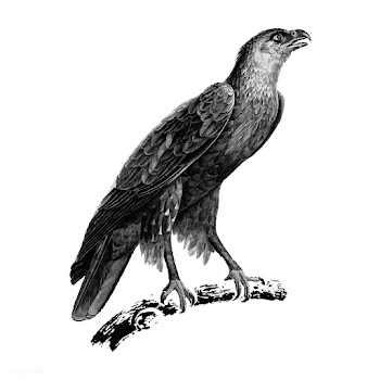 Vintage illustrations of Greater spotted eagl.. | Free stock vector - 523730