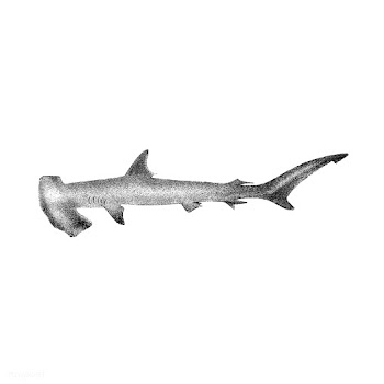 Vintage illustrations of Hammer-headed Shark | Free stock vector - 523701