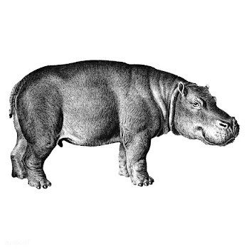 Vintage illustrations of Hippopotamus | Free stock vector - 523920