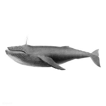 Vintage illustrations of Humpback whale | Free stock vector - 523753