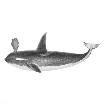 Vintage illustrations of Killer whale | Free stock vector - 523686