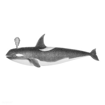 Vintage illustrations of Killer whale | Free stock vector - 523831