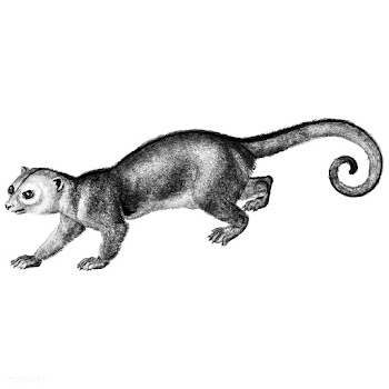 Vintage illustrations of Kinkajou | Free stock vector - 523806