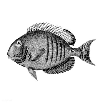 Vintage illustrations of Lancet acanthurus | Free stock vector - 523883