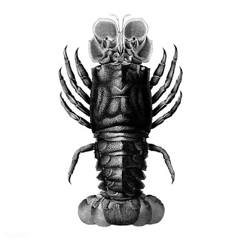 Vintage illustrations of Lobster | Free stock vector - 523876