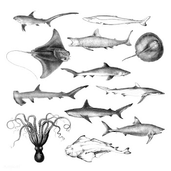 Vintage illustrations of Marine life | Free stock vector - 523755