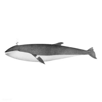 Vintage illustrations of Minke whale | Free stock vector - 523852