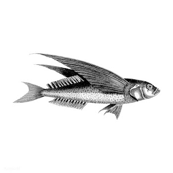 Vintage illustrations of Oceanic flying fish | Free stock vector - 523712