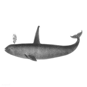 Vintage illustrations of Orca | Free stock vector - 523749