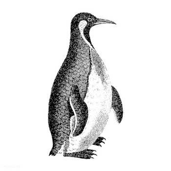 Vintage illustrations of Patagonian penguin | Free stock vector - 523729