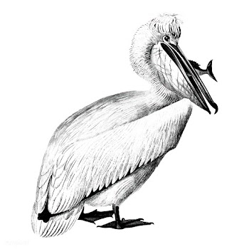 Vintage illustrations of Pelican | Free stock vector - 523786