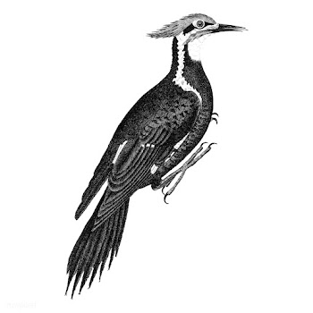 Vintage illustrations of Pileated woodpecker | Free stock vector - 523837