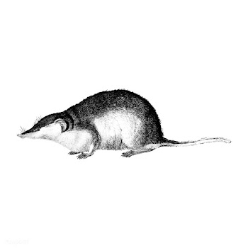 Vintage illustrations of Shrew | Free stock vector - 523745