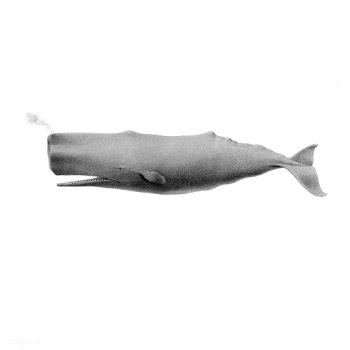Vintage illustrations of Sperm whale | Free stock vector - 523741