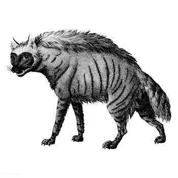 Vintage illustrations of Striped Hyena | Free stock vector - 523725