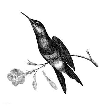 Vintage illustrations of Sunbird | Free stock vector - 523828