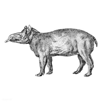 Vintage illustrations of Tapir | Free stock vector - 523739