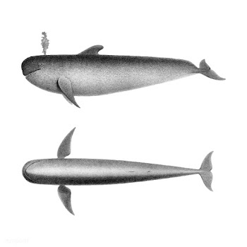 Vintage illustrations of The Blackfish | Free stock vector - 523878