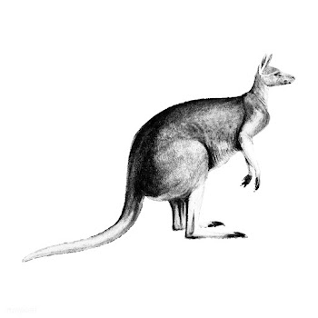 Vintage illustrations of The red kangaroo | Free stock vector - 523854