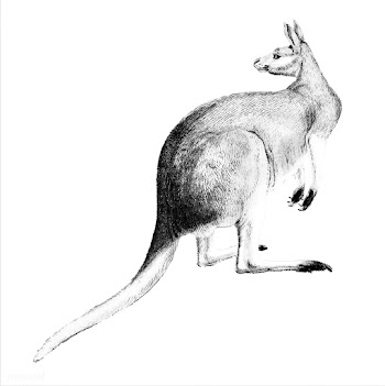 Vintage illustrations of The red kangaroo | Free stock vector - 523872