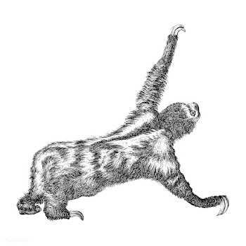 Vintage illustrations of Three toed sloth | Free stock vector - 523835