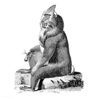 Vintage illustrations of Variegated baboon | Free stock vector - 523750