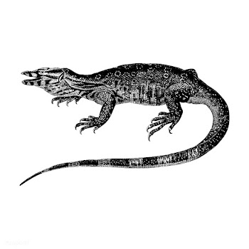 Vintage illustrations of Water monitor | Free stock vector - 523788