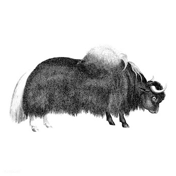 Vintage illustrations of Yak | Free stock vector - 523734