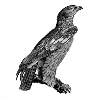 Vintage illustrations of Young Spotted eagle | Free stock vector - 523935