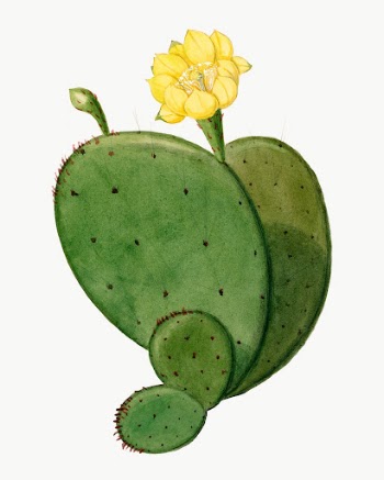 Vintage Indian fig opuntia cactus | Free Photo Illustration - rawpixel