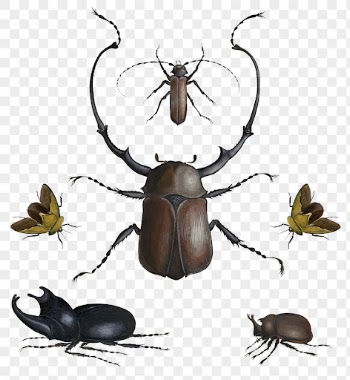Vintage insect png sticker, beetles | Free PNG - rawpixel
