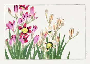 Vintage ixia flower, ukiyo e | Free Photo Illustration - rawpixel