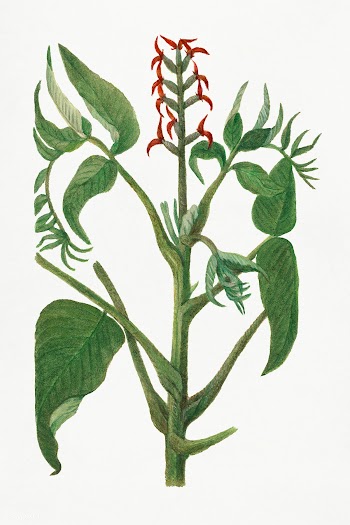 Vintage japanese walnut bough illustration. Digitally enhanced illustr.. | Free public domain illustration - 2297713