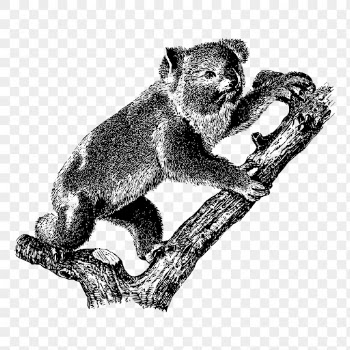Vintage koala png, animal clipart, | Free PNG Illustration - rawpixel