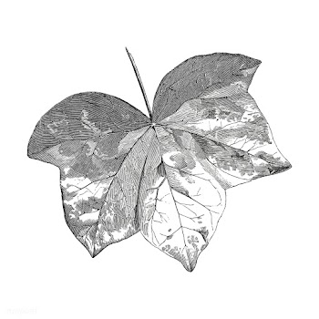Vintage leaf illustration | Free stock vector - 502515
