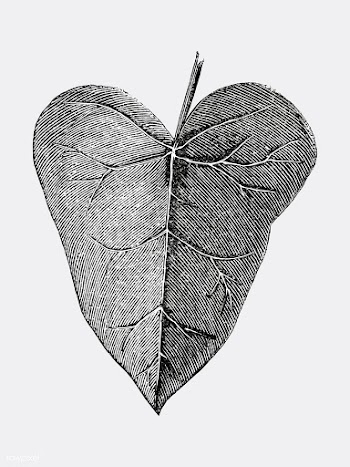 Vintage leaf illustration | Free stock vector - 502520