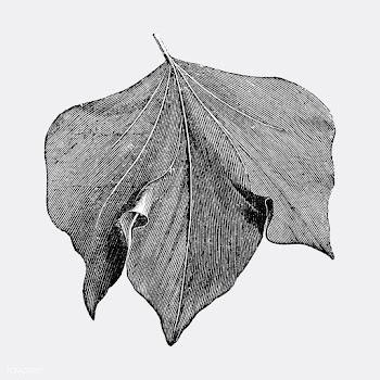 Vintage leaf illustration | Free stock vector - 502526