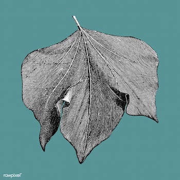 Vintage leaf illustration | Free stock vector - 502527