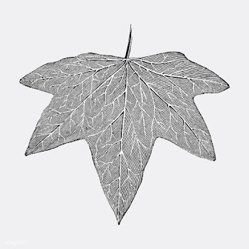 Vintage leaf illustration | Free stock vector - 502530