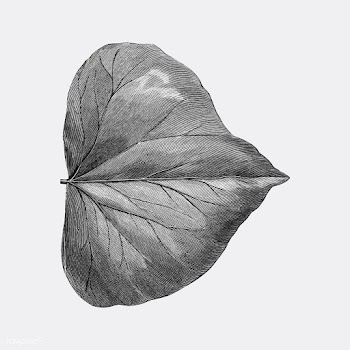Vintage leaf illustration | Free stock vector - 502533