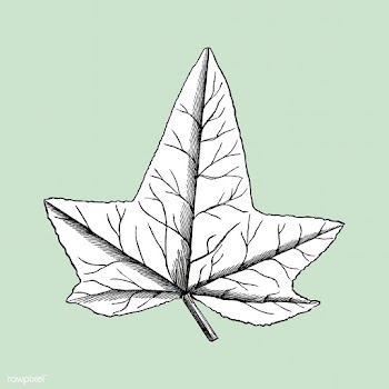 Vintage leaf illustration | Free stock vector - 502535