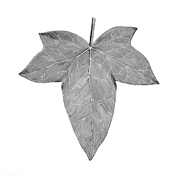 Vintage leaf illustration | Free stock vector - 502536