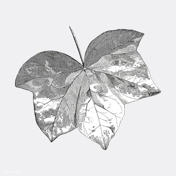 Vintage leaf illustration | Free stock vector - 502538