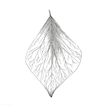 Vintage leaf illustration | Free stock vector - 502545