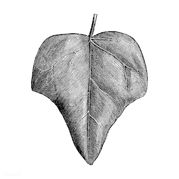 Vintage leaf illustration | Free stock vector - 502548