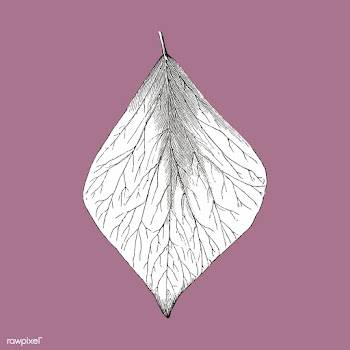 Vintage leaf illustration | Free stock vector - 502549