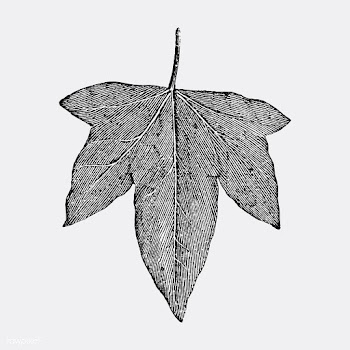 Vintage leaf illustration | Free stock vector - 502551
