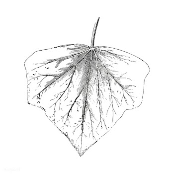 Vintage leaf illustration | Free stock vector - 502555